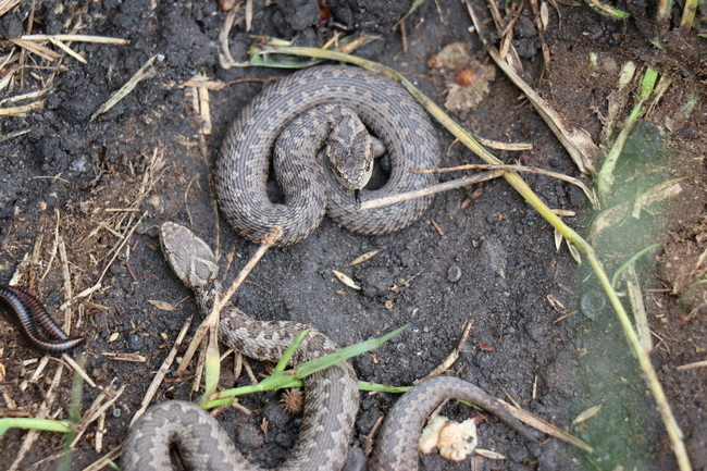 Meadow viper image